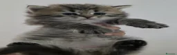 Siberiano gatti in vendita: Cuccioli di gatto siberiano - Annuncio 6