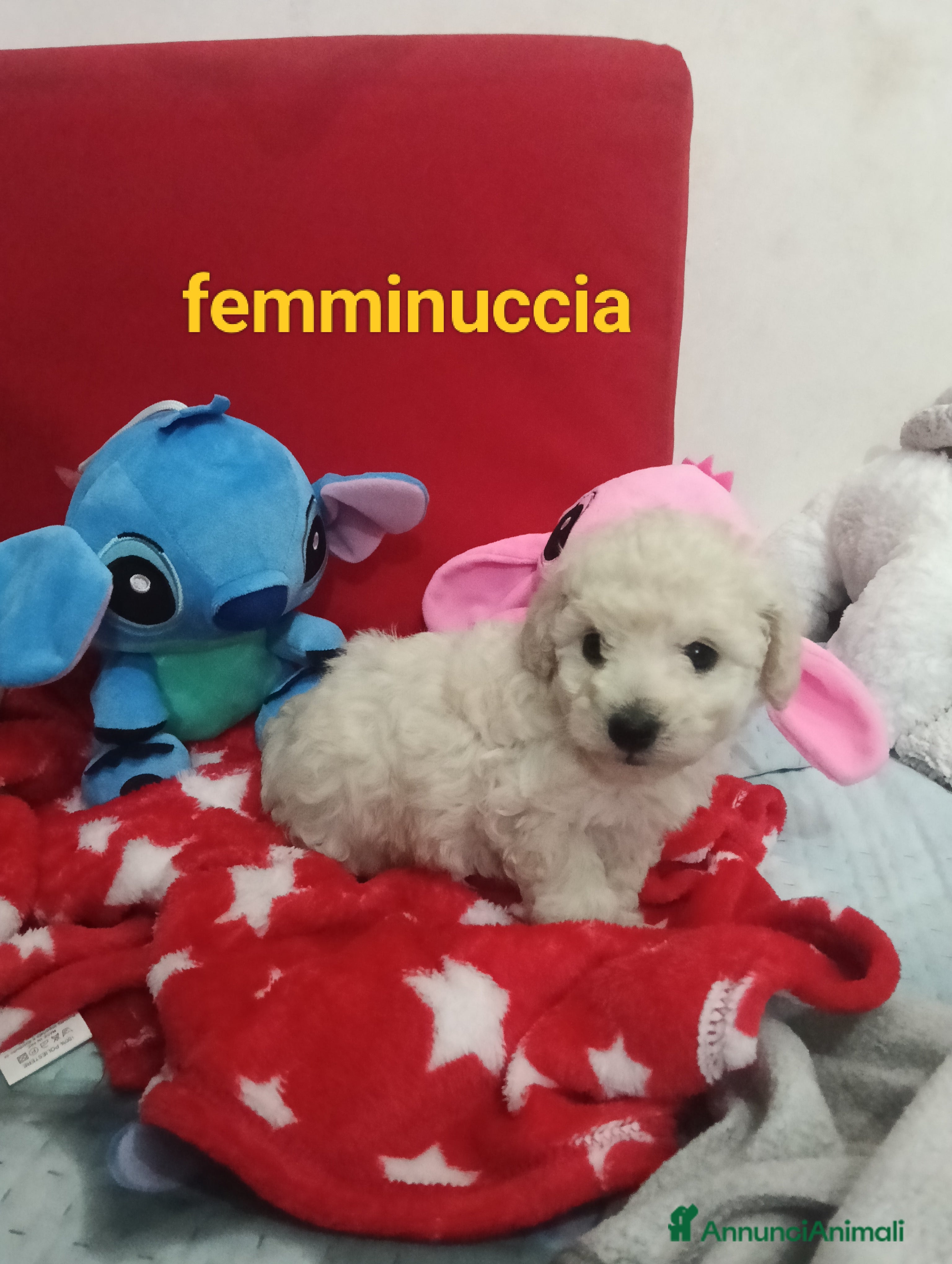 Barboncino Toy cani Cuccioli di barboncino Toy bianco  - Annuncio 2