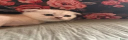 Scottish gatti in vendita: Cuccioli di Scottish Fold - Annuncio 5
