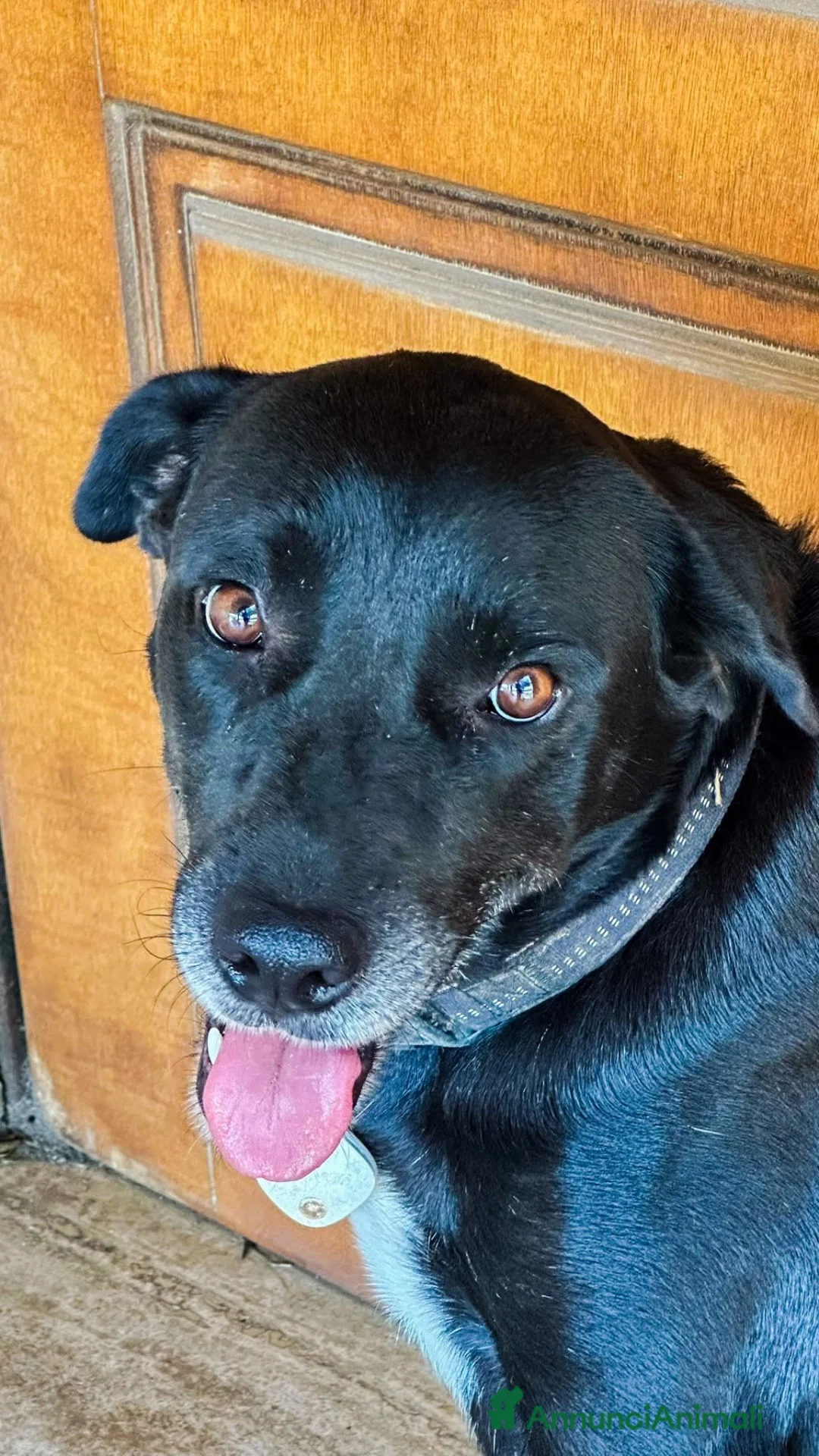 Meticcio cani in regalo: BELLA 🩷 ADESSO TOCCA A TE ESSERE SCELTA a Provincia di Cuneo - Annuncio 3