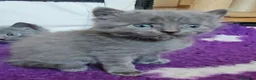 Certosino gatti in vendita: cuccioli di razza certosino da allevamento  - Annuncio 3
