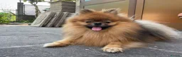 Volpino Pomerania cani in vendita: Volpino di Pomerania  - Annuncio 2
