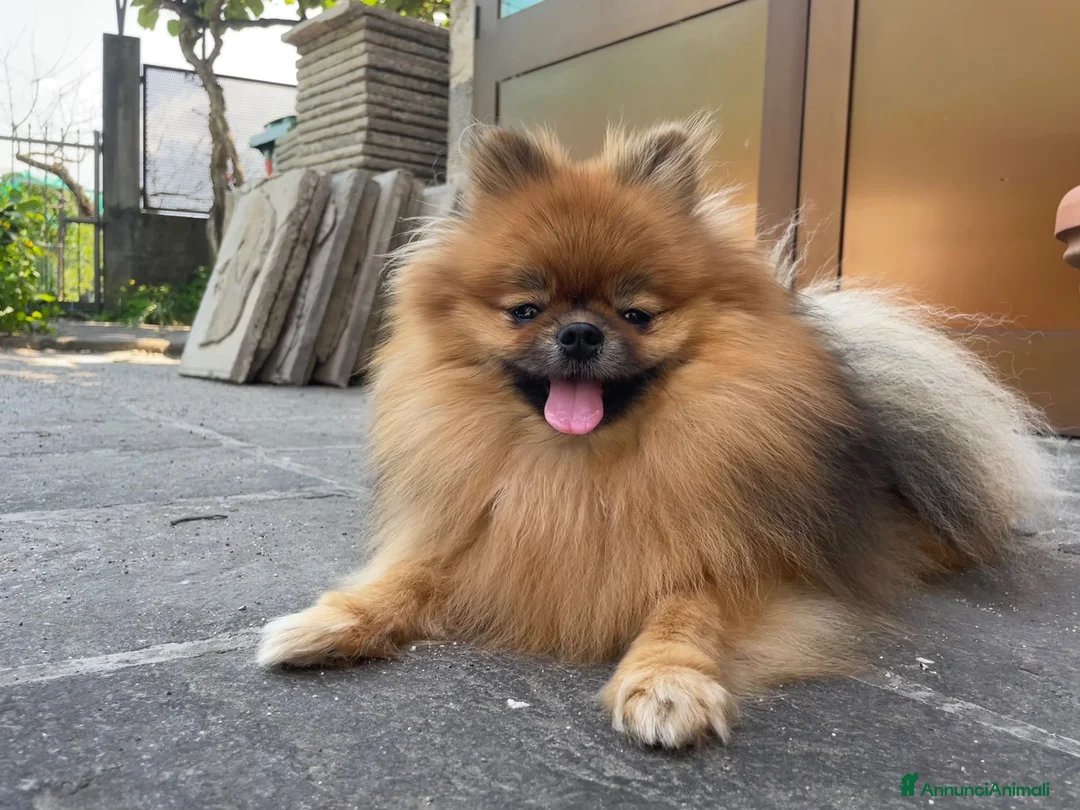 Volpino Pomerania cani in vendita: Volpino di Pomerania  - Annuncio 2