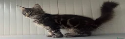 Maine Coon gatti in vendita: Cucciolo di maine coon dolcissimo  - Annuncio 4