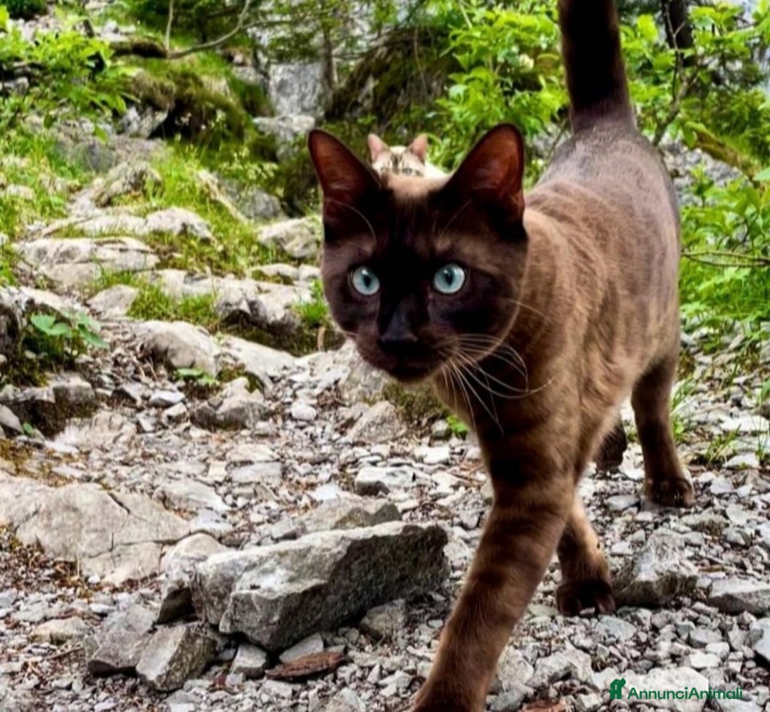 Bengala gatti in vendita: Gatti del bengala con pedigree Anfi - Annuncio 7