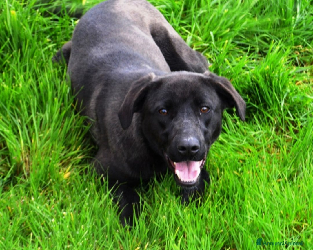 Meticcio cani in regalo: Alma dolcissima simil labrador nera Cane Femmina a Latina - Annuncio 1