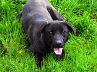 Meticcio cani Alma dolcissima simil labrador nera Cane Femmina a Latina - Annuncio 24