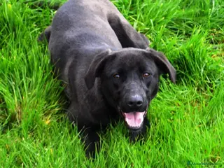 Meticcio cani Alma dolcissima simil labrador nera Cane Femmina a Latina - Annuncio 14