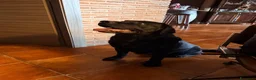 Labrador cani per accoppiamento: blu cerca fidanzata (non vogliamo soldi) - Annuncio 3