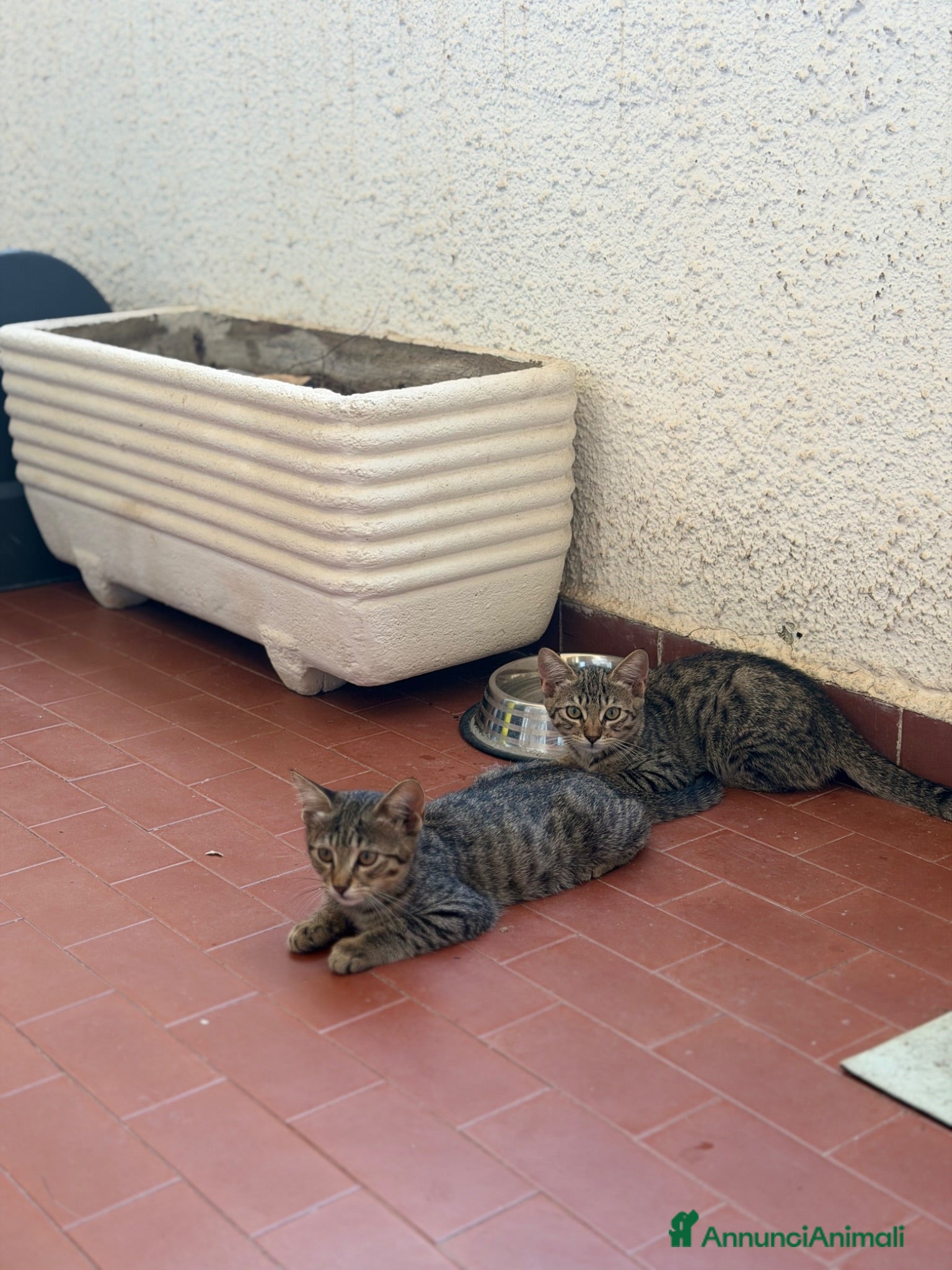 Europeo gatti Due gattine in regalo - Annuncio 3