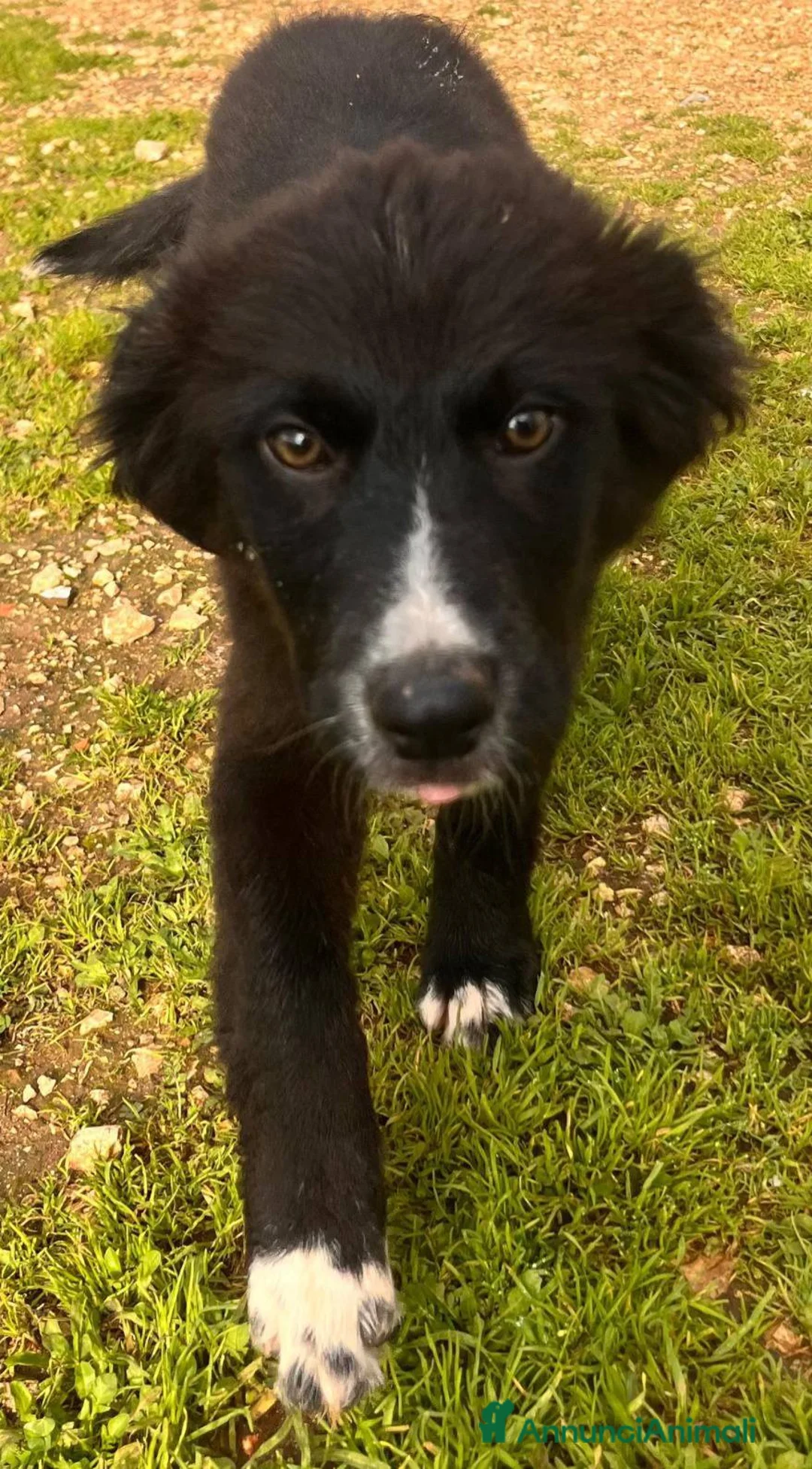 Meticcio cani in regalo: Cuccioli irresistibili in adozione - Annuncio 14