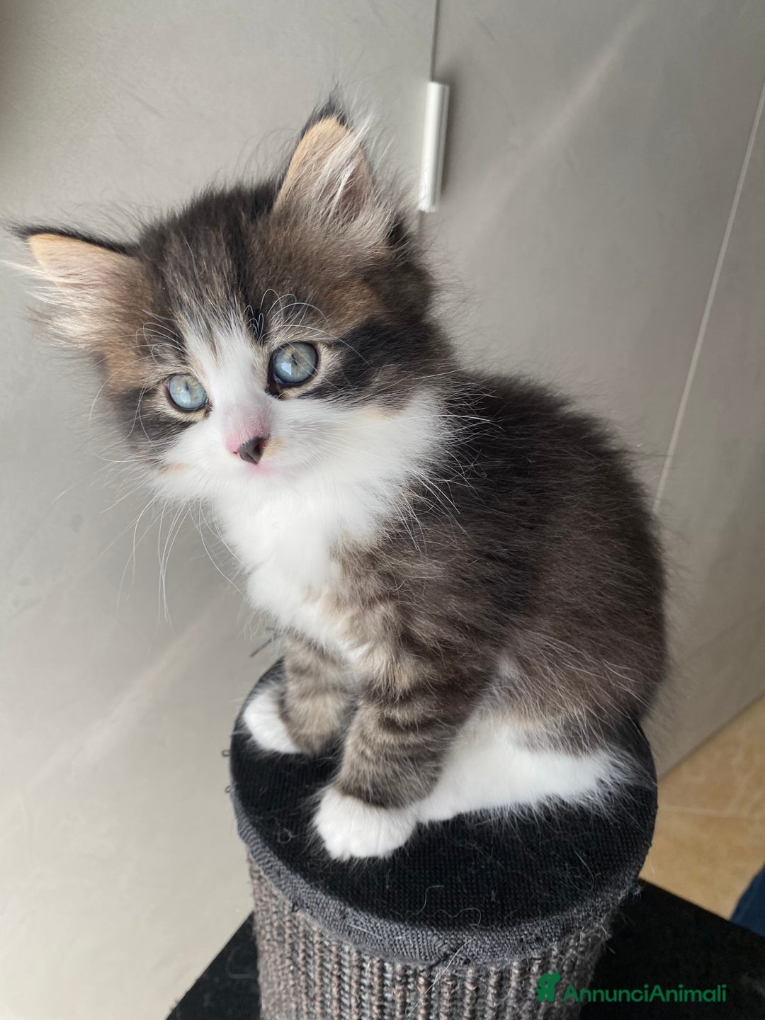 Siberiano gatti in vendita: Gattini siberiani a Provincia di Padova - Immagine 6