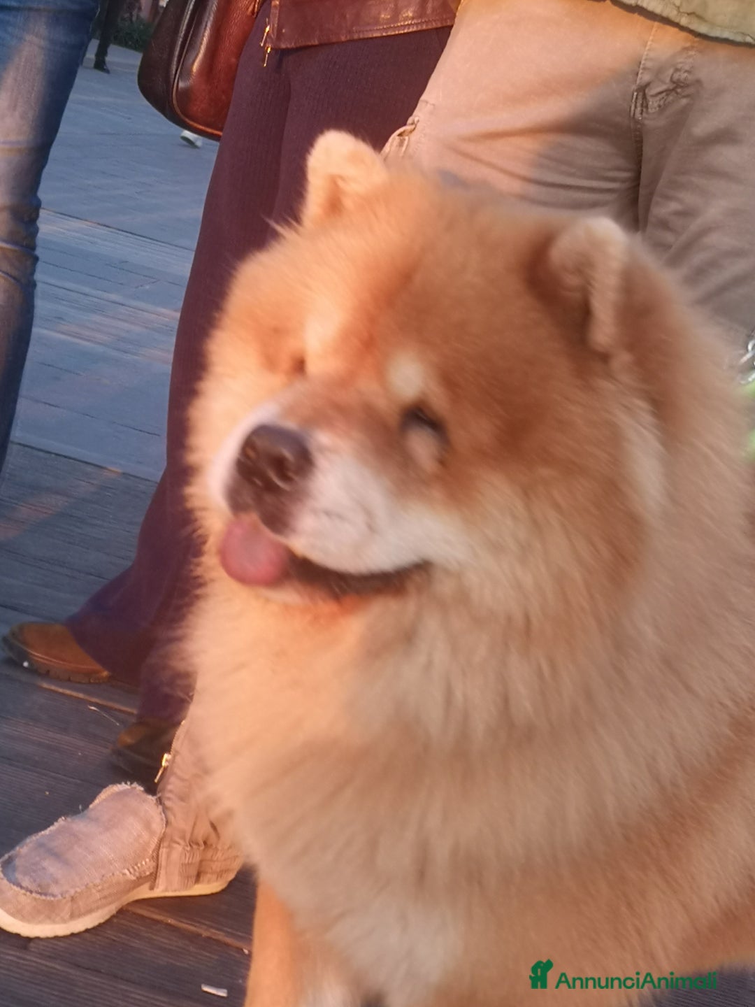 Chow Chow cani per accoppiamento: Cercasi Chow Chow femmina per monta - Annuncio 3