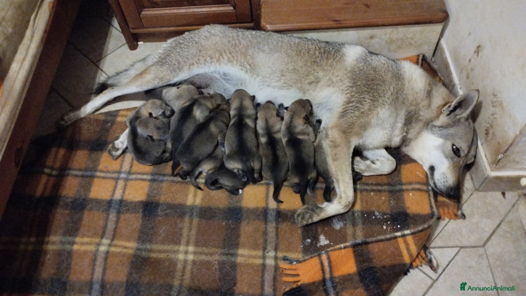 Lupo Cecoslovacco cani in vendita: Cuccioli lupo cecoslovacco - Annuncio 5