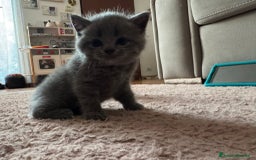 Scottish gatti in vendita: Scottish blu pointer straight  a Provincia di Gorizia - Immagine 11