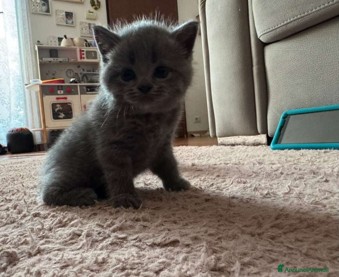 Scottish gatti in vendita: Scottish blu pointer straight  a Provincia di Gorizia - Immagine 11