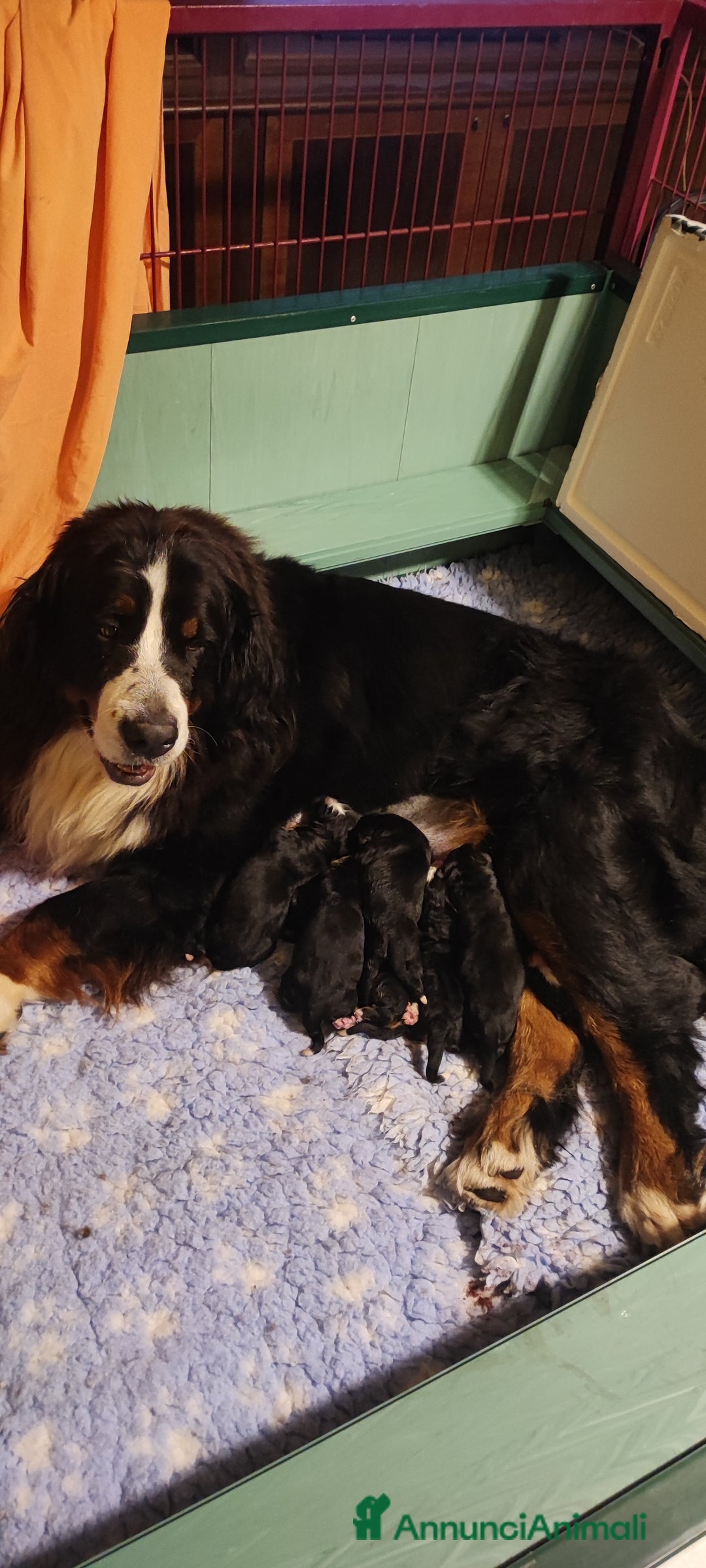 Bovaro del Bernese cani in vendita: BOVARO del Bernese con pedigree  - Annuncio 3