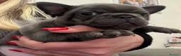 Bulldog Francese cani in vendita: Bulldog francese - Annuncio 4
