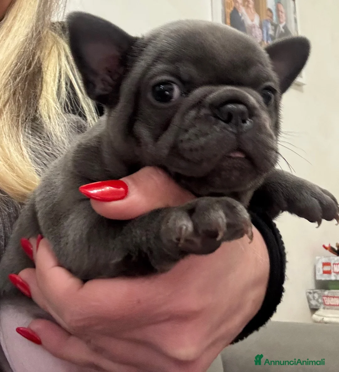Bulldog Francese cani in vendita: Bulldog francese - Annuncio 4
