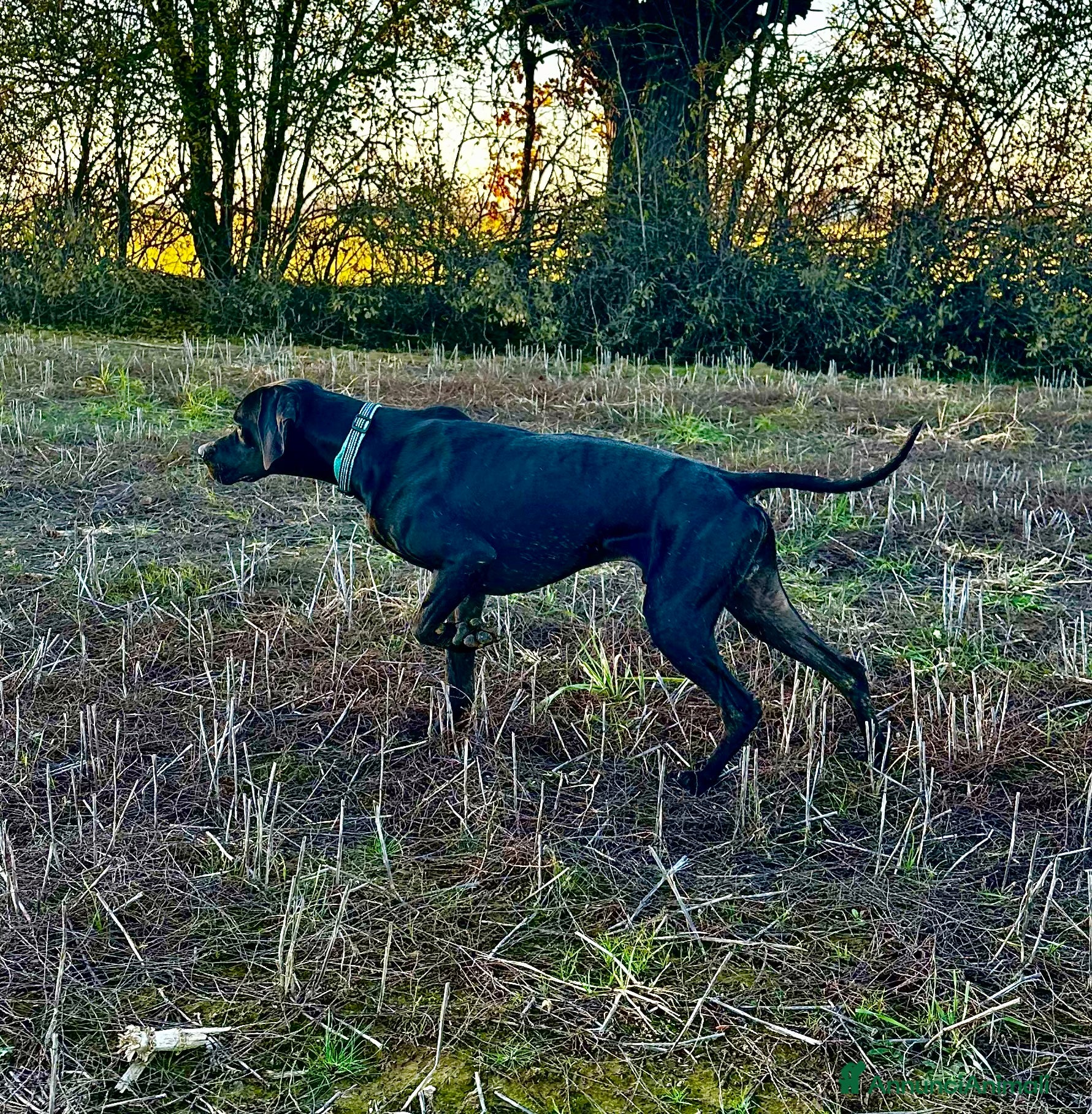 Pointer cani Regalo pointer nero  - Annuncio 2
