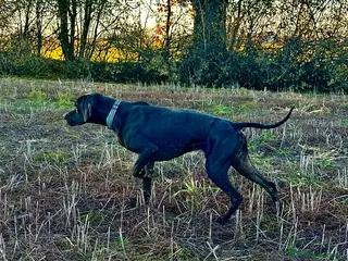 Pointer cani Regalo pointer nero - Annuncio 2