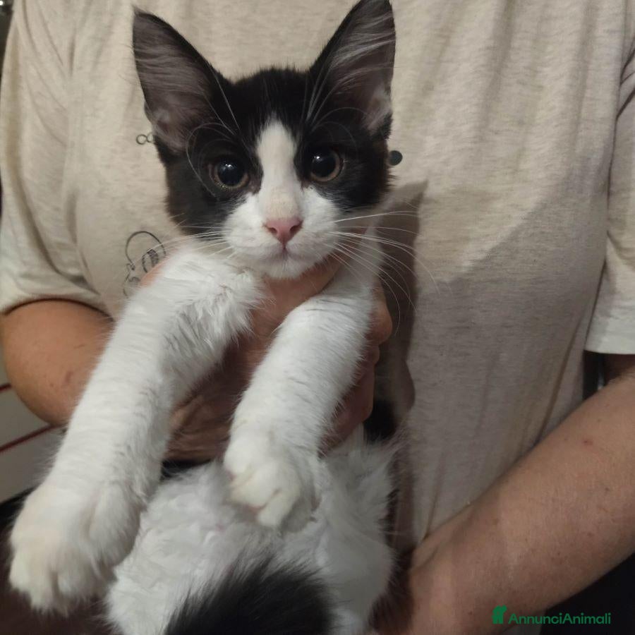 Europeo gatti GATTINA 3 MESI - Annuncio 11