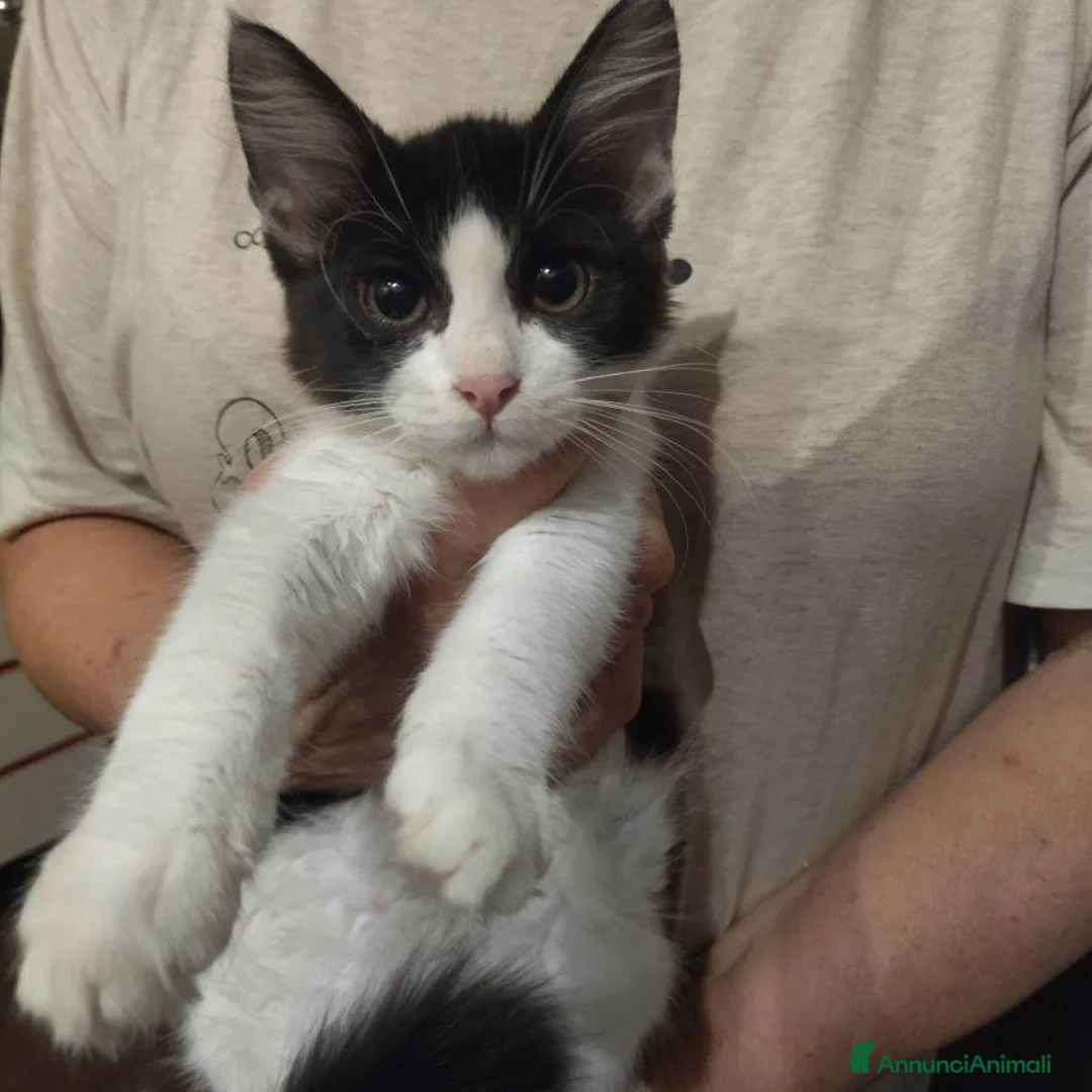 Europeo gatti in regalo: GATTINA 3 MESI - Annuncio 1