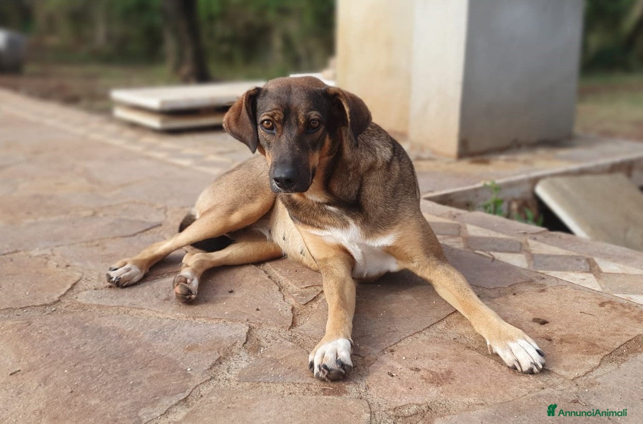 Meticcio cani MINA,una vita difficile da raccontare a Pomezia - Annuncio 20