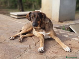 Meticcio cani MINA,una vita difficile da raccontare a Pomezia - Annuncio 30