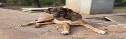 Meticcio cani in regalo: MINA,una vita difficile da raccontare a Pomezia - Annuncio 1