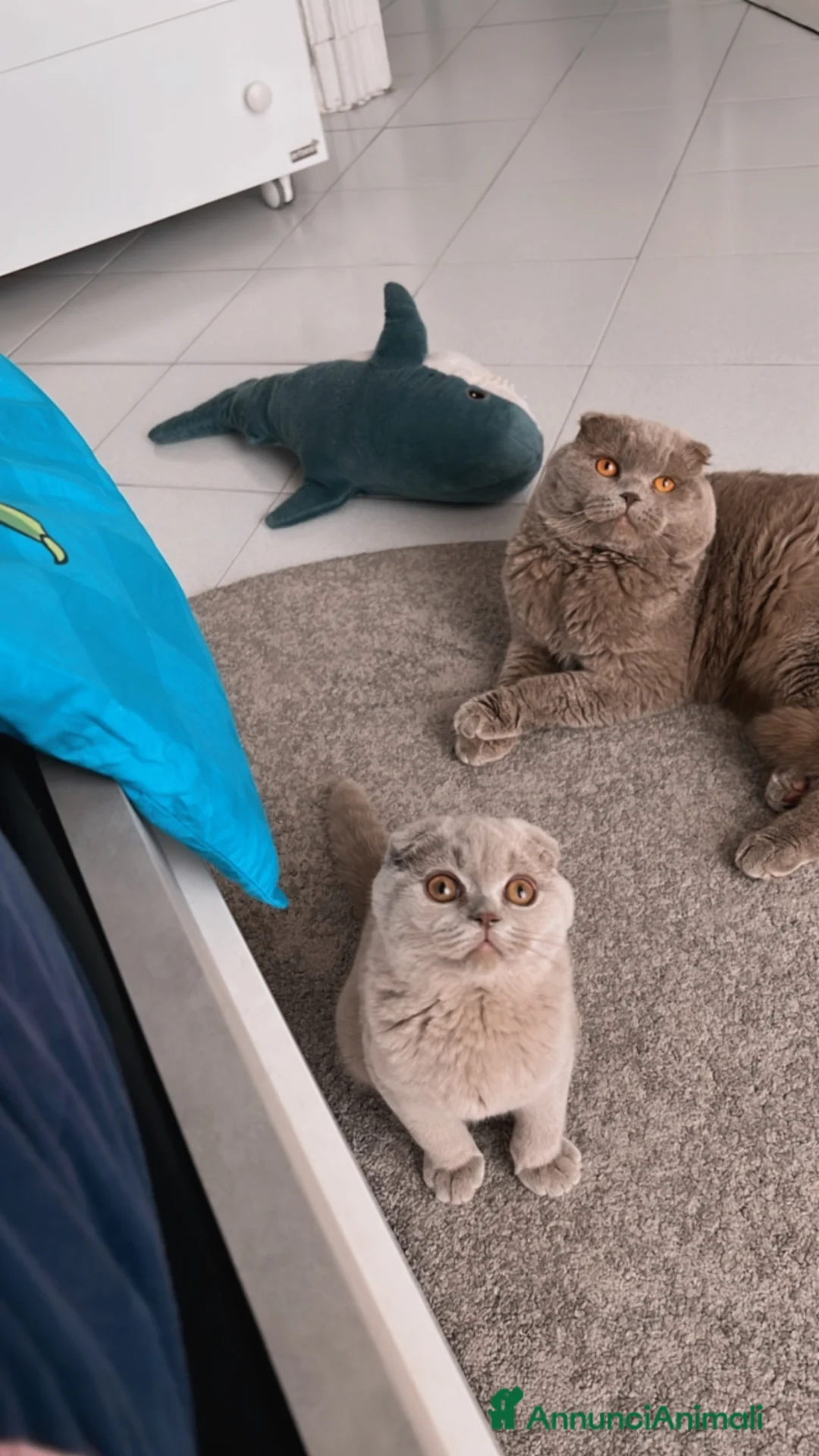 Scottish gatti per accoppiamento: Accoppiamento Scottish fold  - Annuncio 7