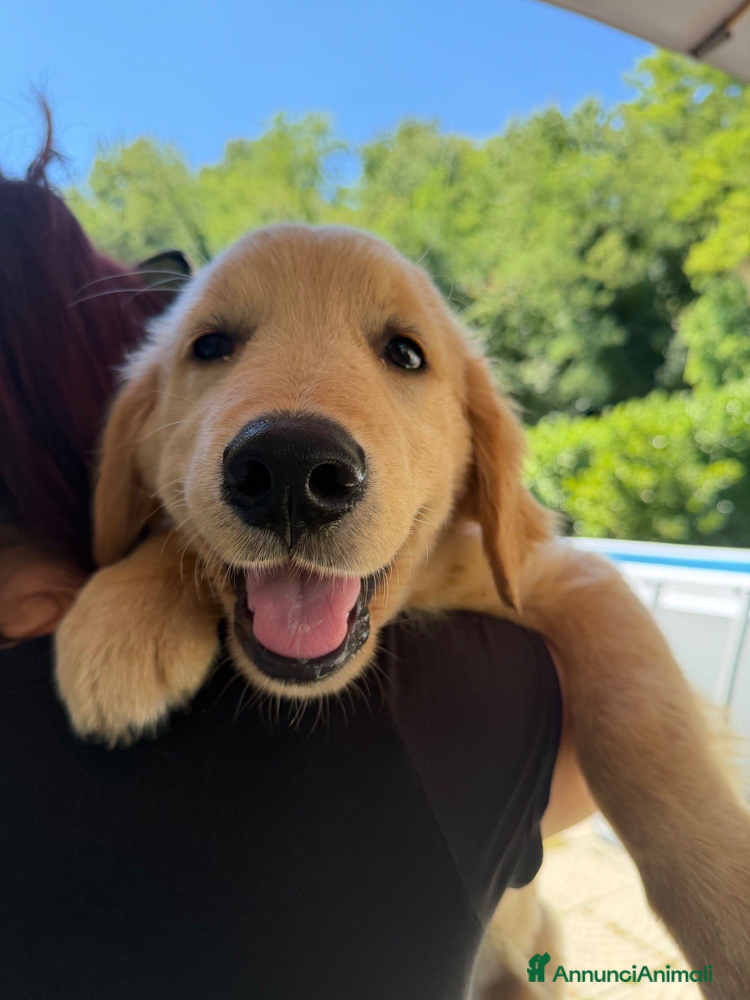 Golden Retriever cani Cuccioli disponibili Golden Retriever allevamento  - Annuncio 1