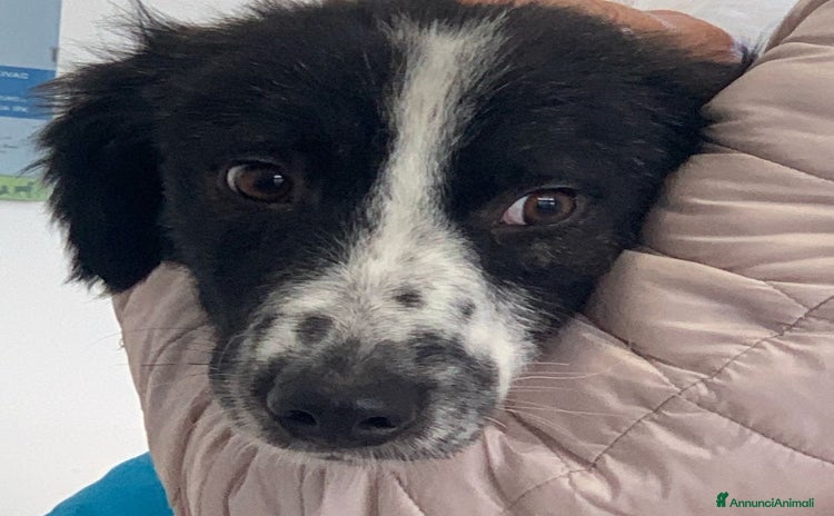 Meticcio cani - Annuncio 19