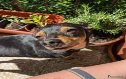 Pinscher Miniatura cani in regalo: STARLET, MINI PINSCHER dolcissima a Città Metropolitana di Firenze - Immagine 2