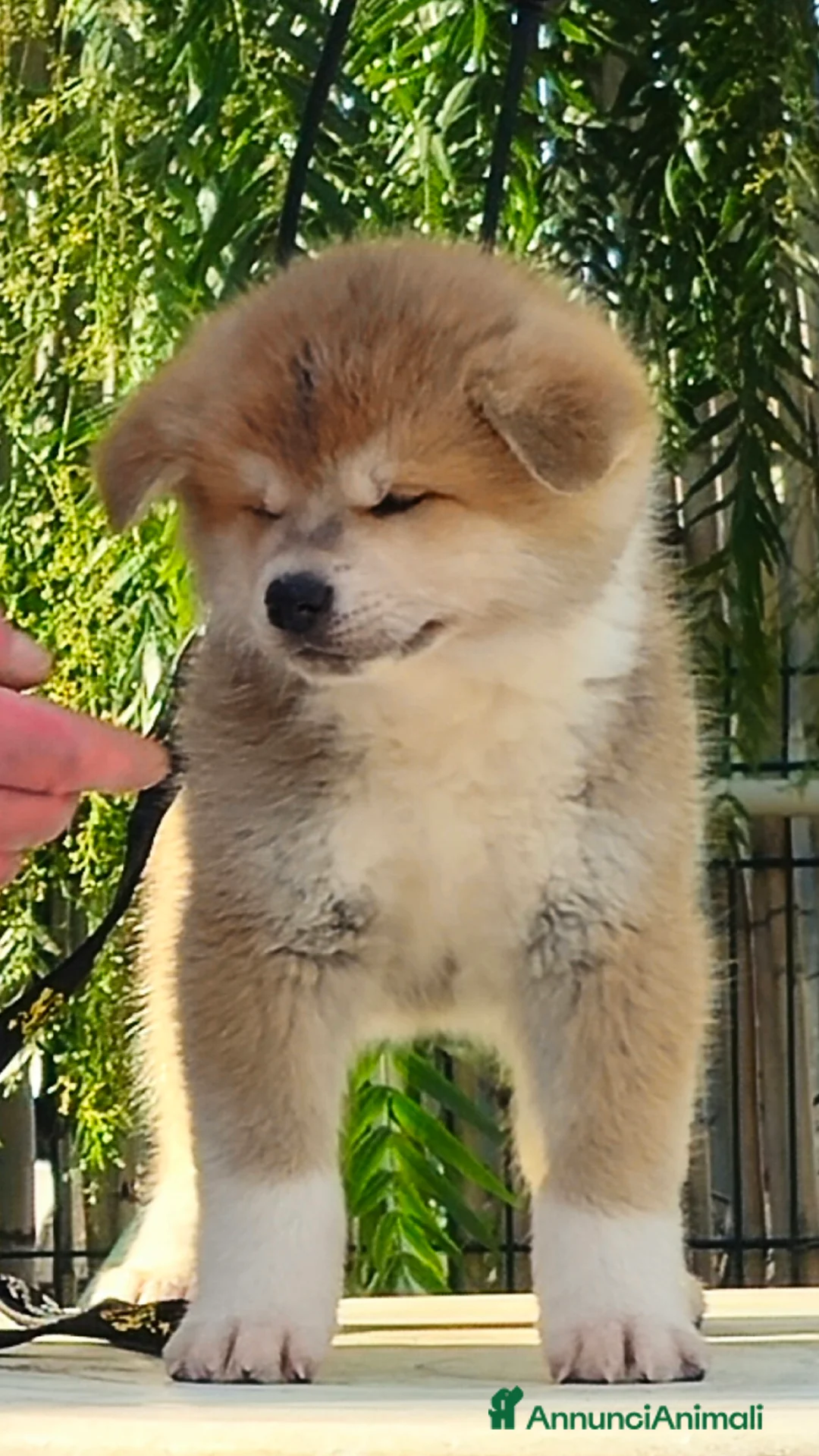 Akita Inu cani in vendita: Cuccioli Akita inu - Annuncio 4