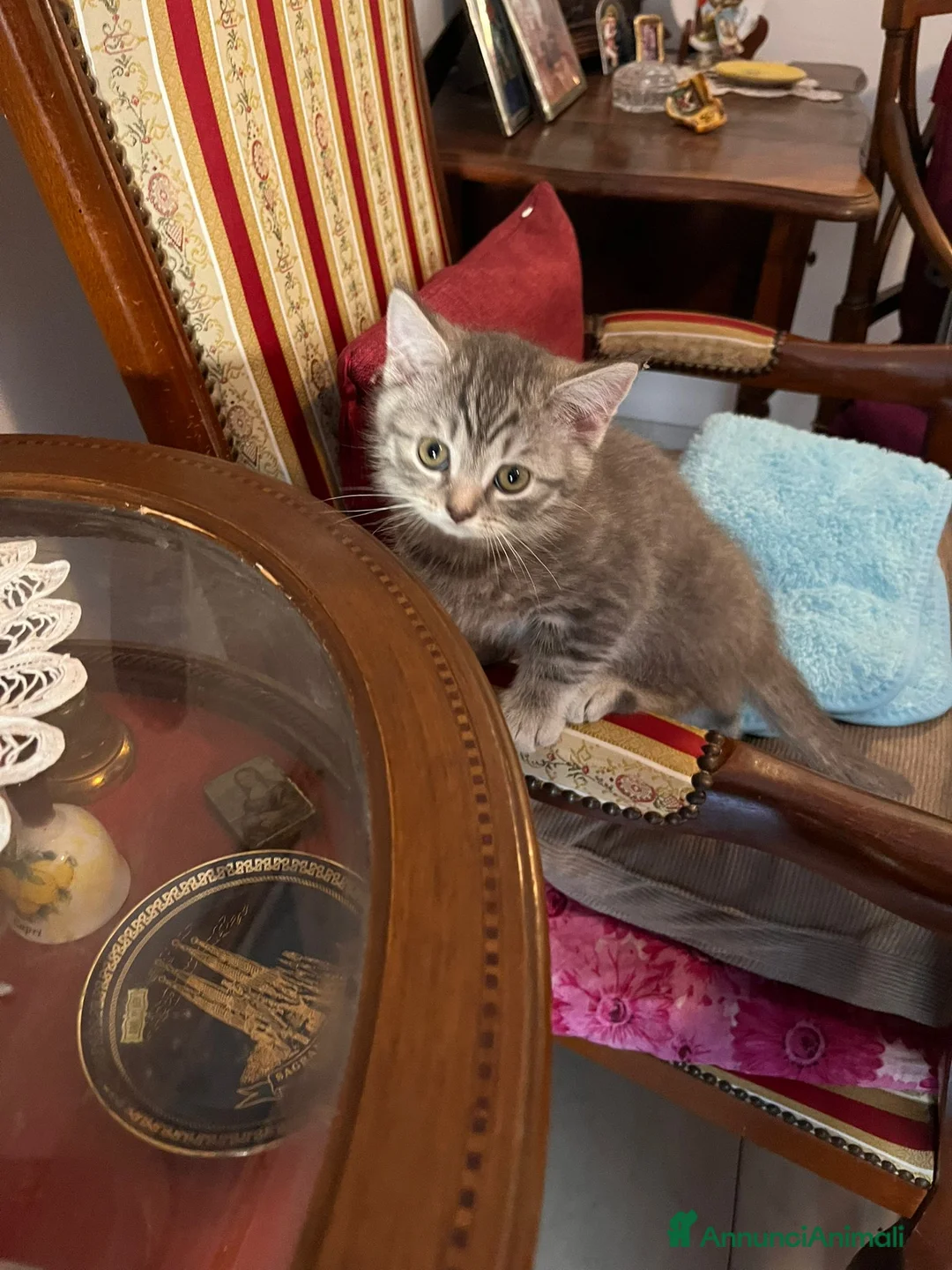 Scottish gatti in vendita: Maschietto scottish straight - Annuncio 4