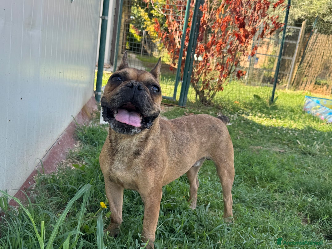 Bulldog Francese cani in regalo: Simil Bouledogue Francese a Provincia di Ferrara - Immagine 10