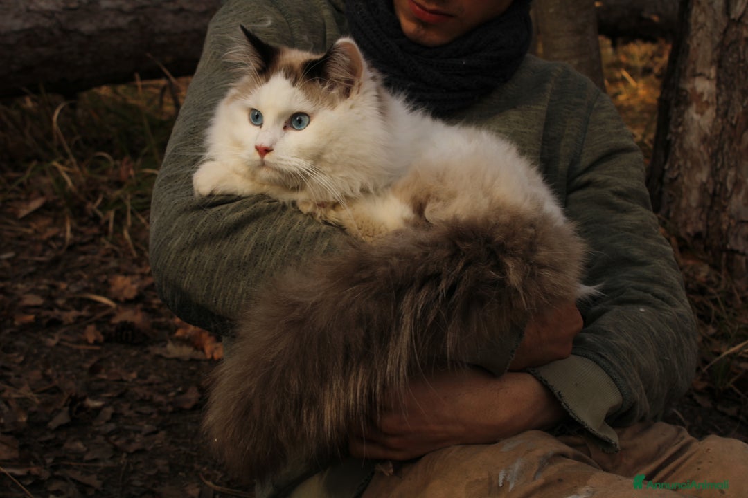 Ragdoll gatti in vendita: Ragdoll maschio con pedigree da riproduzione. a Provincia di Pavia - Immagine 5