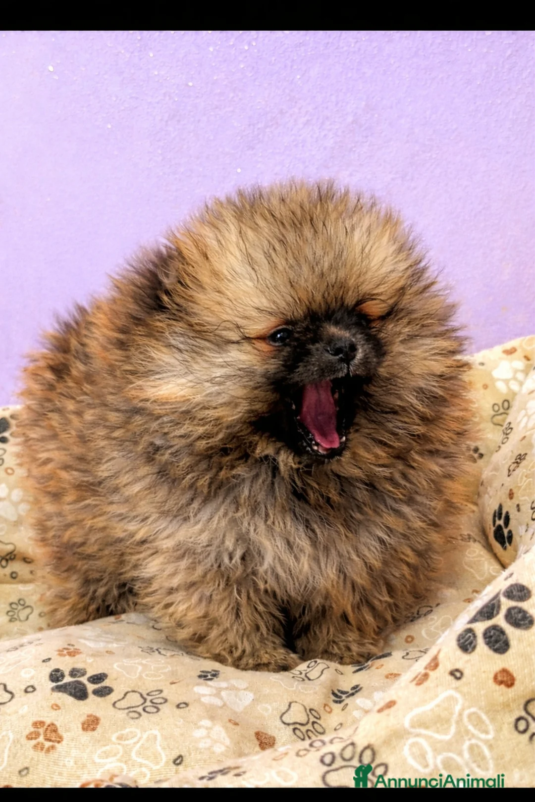 Volpino Pomerania cani in vendita: Volpino pomerania pedigree - Annuncio 9