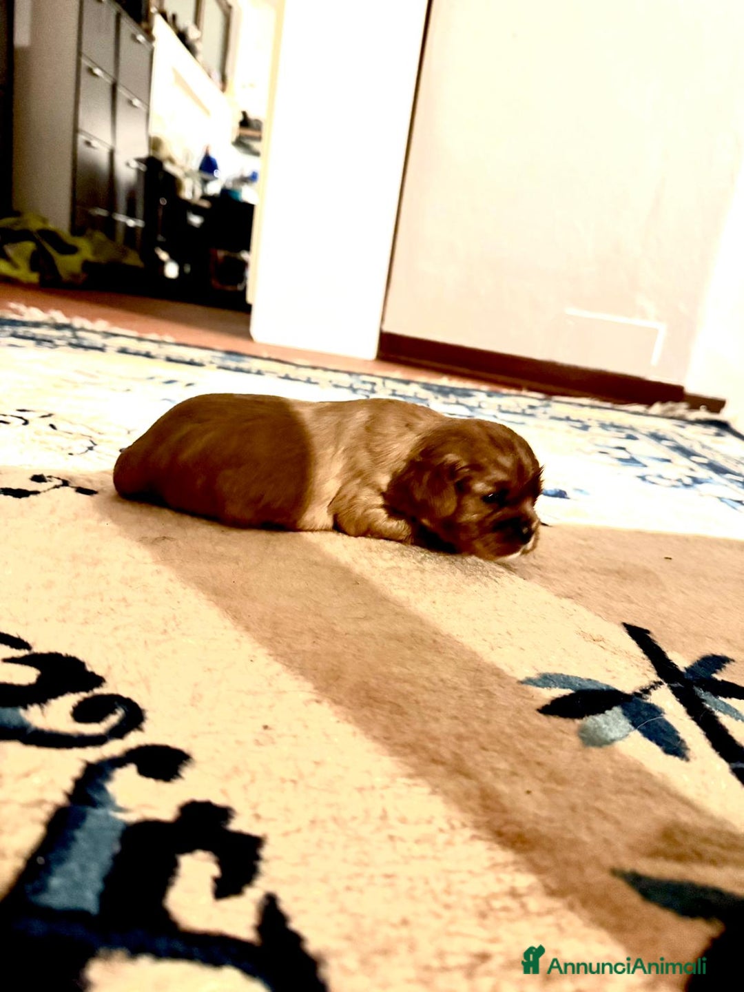 Cavalier King cani in vendita: King cavaglier - Annuncio 4