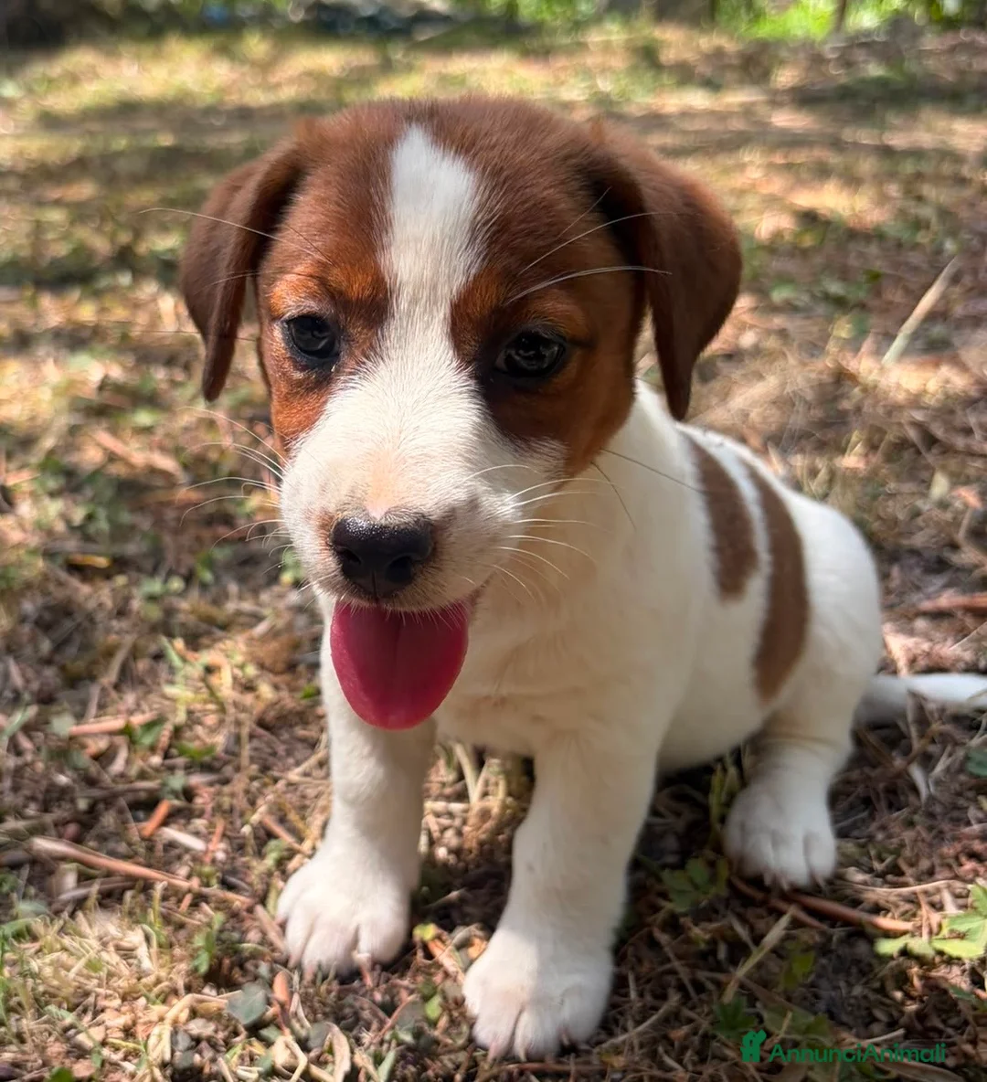 Jack Russell cani in vendita: Cuccioli Jack Russell  Pelo Liscio con Pedigree - Annuncio 1