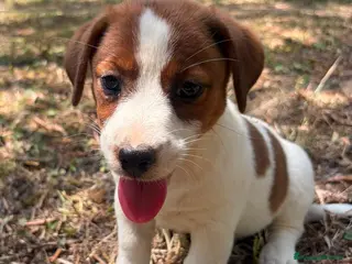 Jack Russell cani Cuccioli Jack Russell Pelo Liscio con Pedigree - Annuncio 4
