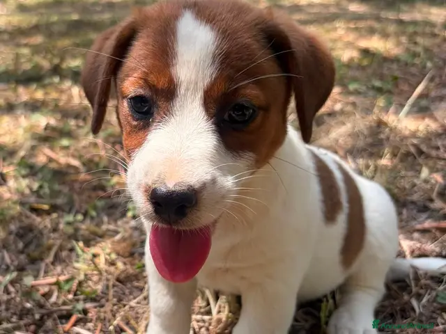 Jack Russell cani Cuccioli Jack Russell Pelo Liscio con Pedigree - Annuncio 7