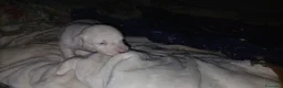Meticcio cani in vendita: cuccioli pastore della lessinia - Annuncio 18