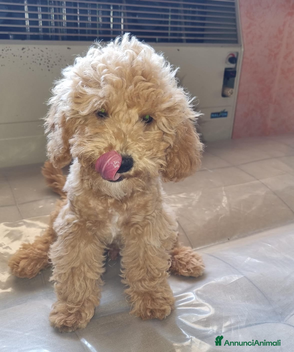 Barboncino Toy cani Barboncino toy colore champagne  - Annuncio 2