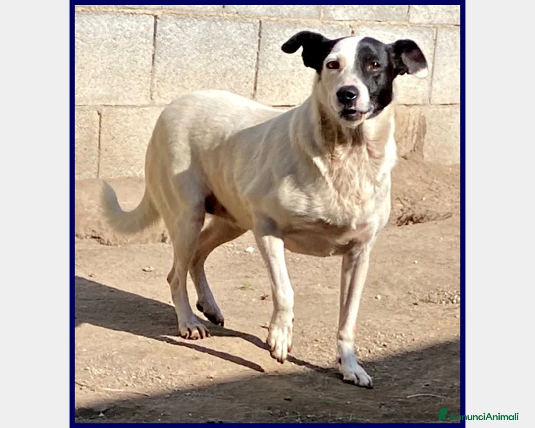 Meticcio cani in regalo: MASCIA 6 ANNI, BELLA E PARTICOLARE...E' ANCORA IN  a Roma - Annuncio 2