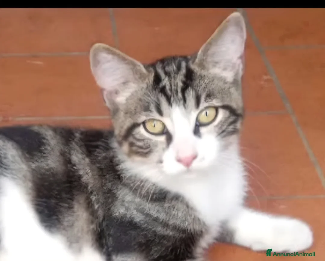 Europeo gatti in regalo: Ma quanto siamo belli?!😻 - Annuncio 2