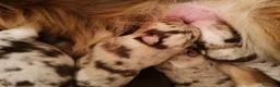 Australian Shepherd cani in vendita: Cuccioli Pastore Australiano  - Annuncio 2