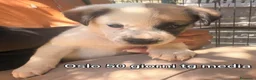 Meticcio cani in regalo: SERVONO ADOZIONI PER SALVARLI! a Provincia di Modena - Annuncio 7
