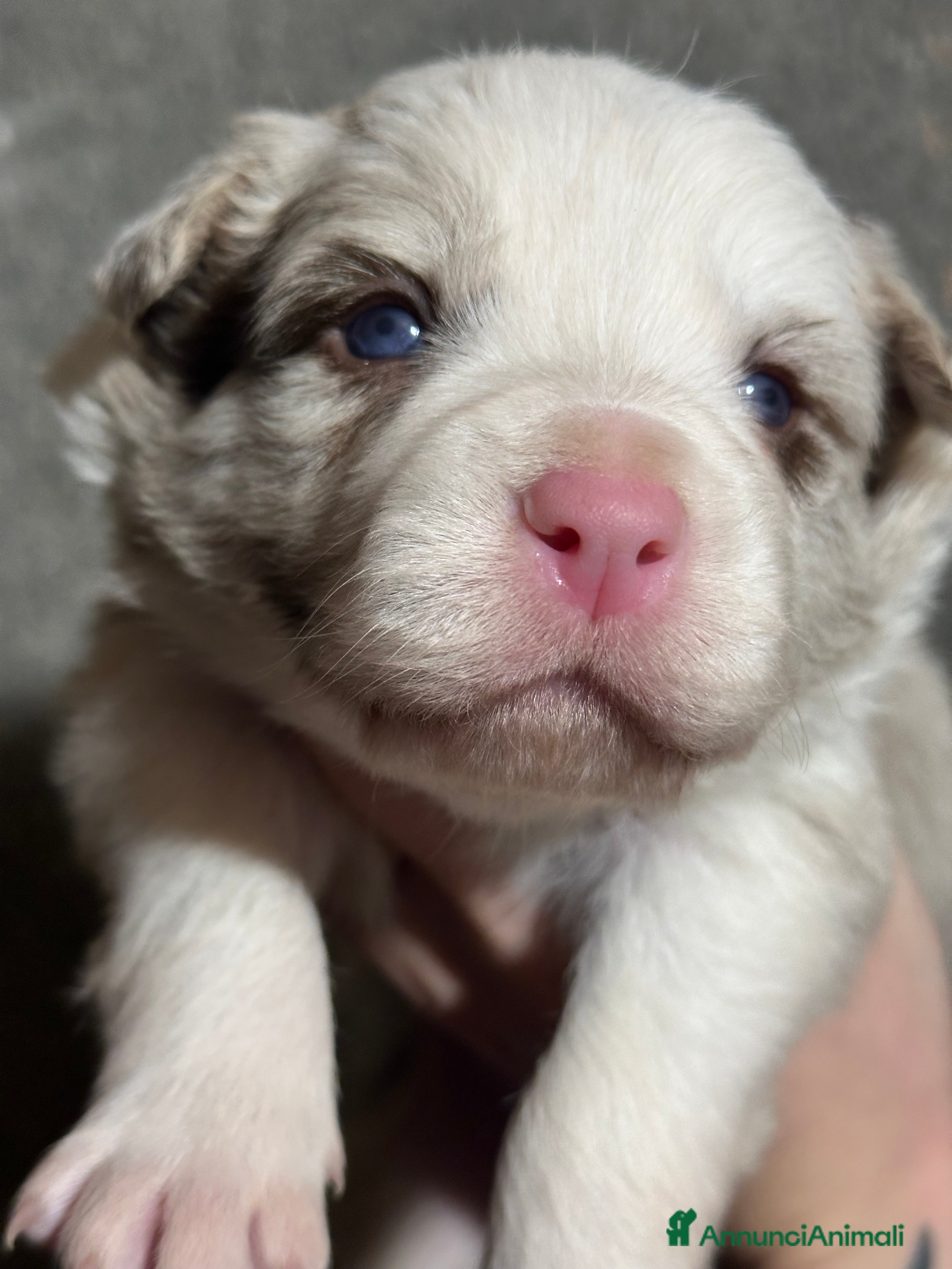 Border Collie cani Cuccioli border collie - Annuncio 1